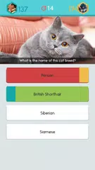 Daily Word Puzzles: Superfan APK download