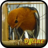 Kicau Anis Merah Teler MP3 иконка