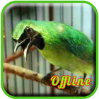 Masteran Cucak Ijo Full Isian icono