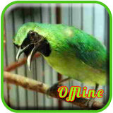 Masteran Cucak Ijo Full Isian icono
