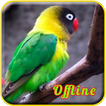 Lovebird Paud MP3