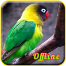 Lovebird Paud MP3 APK