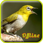 Kicau Pleci Gacor MP3 أيقونة