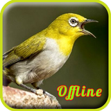 Kicau Pleci Gacor MP3 أيقونة