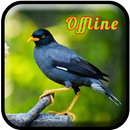 Kicau Jalak Kebo Gacor MP3 APK