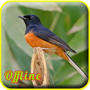 Masteran Murai Batu Full Isian APK