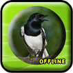 Suara Burung Kacer MP3 Offline