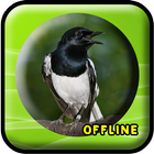 Suara Burung Kacer MP3 Offline biểu tượng