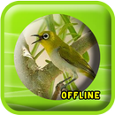 Suara Burung Pleci MP3 APK