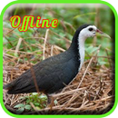 Wak Wak Pikat MP3 APK