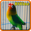 Masteran Lovebird Figter MP3