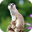 Meerkat Wallpaper