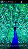 Peacock Wallpaper screenshot 2