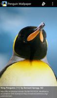 Penguin Wallpaper imagem de tela 2