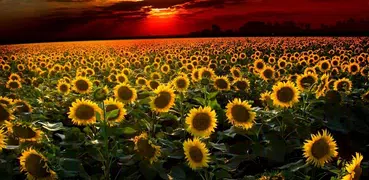 Sunflower Live Wallpaper