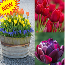 Best Tulips Designs Collection APK