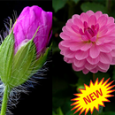 Best Flower Collections HD APK