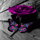 Multicolor Butterfly Rose LWP APK