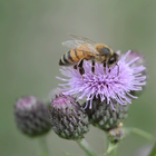 Bee On Flower LWP-icoon