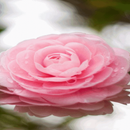 Blooming Pink Rose LWP APK