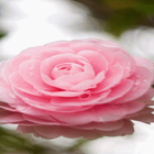 آیکون‌ Blooming Pink Rose LWP