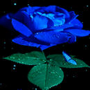 APK Blue Rose Beauty LWP