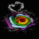 APK Colorful Watery Rose LWP