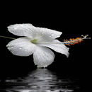 Dewy Hibiscus Live Wallpaper APK