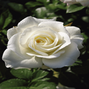Dewy Rose Blooming LWP APK