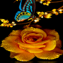 Golden Rose Live Wallpaper APK