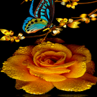 Golden Rose Live Wallpaper ไอคอน