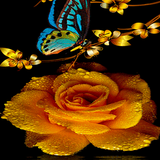 Golden Rose Live Wallpaper иконка