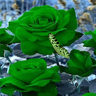Green Roses Butterfly LWP-icoon