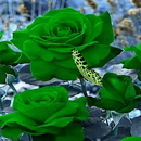 Green Roses Butterfly LWP APK