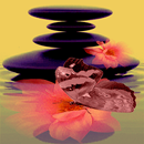 APK Pink Flower Butterfly LWP