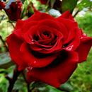Red Rose Flower LWP-APK