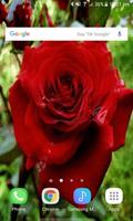 Red Rose Flower LWP bài đăng