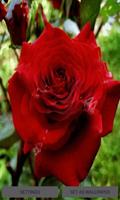 Red Rose Flower LWP ảnh chụp màn hình 1