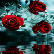 Red Roses Reflection LWP