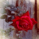 Rose Branch Live Wallpaper APK