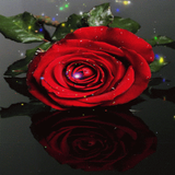 Rose Magic Live Wallpaper ikon
