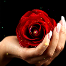 Rose On Hand LWP-APK