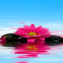 Shiny Pink Flower LWP APK