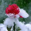 Snowy Red Rose LWP