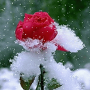 Snowy Red Rose LWP APK