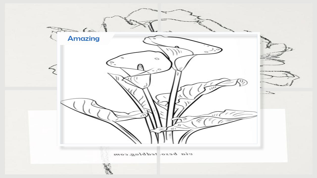 Menggambar Sketsa Bunga Langkah Demi Langkah For Android Apk