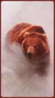 HD Colourful Bear Wallpapers স্ক্রিনশট 2