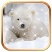 Polar Bear Wallpaper HD
