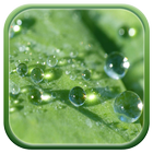 آیکون‌ Dew Wallpaper Morning Dew