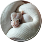 Pet Python Wallpaper HD ikona